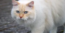 Trik ini bikin kucing Anda jadi rakus. (Sumber: Pixabay/Neelam279)