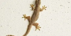 Cara ampuh usir cicak di rumah. (Sumber: Tokopedia)