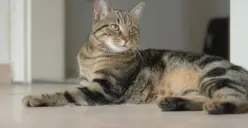 Cek tips praktis menjaga kucing tetap aman dan nyaman meski ditinggal mudik. (Sumber: Pinterest/KW1)