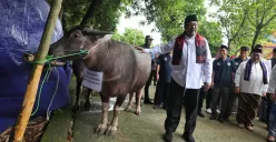 Wakil Gubernur Jakarta, Rano Karno saat menghadiri tradisi Betawi Andilan Potong Kebo di Agro Edukasi Wisata Ragunan, Pasar Minggu, Jakarta Selatan, Sabtu, 29 Maret 2025. (Sumber: Dok. Diskominfotik Jakarta)