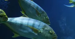 Hari Tuna Sedunia Diperingati Tiap 2 Mei, Ini Sejarah dan Beberapa Spesies Ikan Tuna (Sumber: Unsplash/Nikola Bačanek)