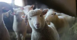 Harga kambing kurban 2025 di sejumlah lembaga. (Sumber: Pexels/Trinity Kubassek)