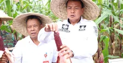 Kegiatan panen jagung pulut di Desa Kaliasian, Kecamatan Sukamulya, Kabupaten Tangerang, dilakukan oleh Bupati Tangerang Maesyal Rasyid bersama kelompok Tani, 12 Mei 2025. (Sumber: Diskominfo KabupatenTangerang)