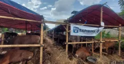 Sejumlah hewan kurban di salah satu lapak penjual di kawasan Laladon, Kabupaten Bogor, Senin, 19 Mei 2025. Pedagang hewan mengeluhkan penjualan jelang Idul Adha 2025 kali ini melambat. (Sumber: Poskota/Sekar Putri Andini)