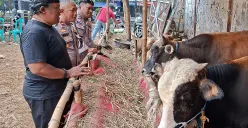 Nahrowi alias Awi Ireng (peci hitam), pedagang Hewan kurban H Manin HS di Cinere, Depok. (Sumber: POSKOTA | Foto: Angga Pahlevi)