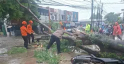 Pohon tumbang menimpa motor di Karadenan, Kecamatan Cibinong, Kabupaten Bogor, Selasa, 18 November 2025. (Sumber: Dok. BPBD Kabupaten Bogor)