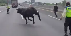 Dua ekor sapi terlepas di Jalan Tol Jakarta-Cikampek KM 58 (Sumber: Instagram @kaindukpjrcikampek)