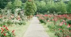 Ilustrasi-3 Prompt Gemini AI untuk Edit Foto di Taman (Sumber: Unsplash/MIO ITO)