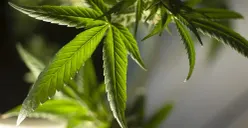 Biksu ditangkap karena selundupkan Ganja. (Sumber: Pixabay/Erin_Hinterland)