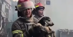 Petugas Damkar Depok menyelamatkan seekor anjing peliharaan dari kebakaran rumah di Sukmajaya, Kota Depok, Senin, 3 Agustus 2026. (Sumber: Dok. Istimewa)