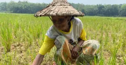 Murnah, salah seorang petani perempuan di Kabupaten Lebak, merawat tanaman padi yang dilanda kekeringan. (Sumber: Dok. Istimewa)
