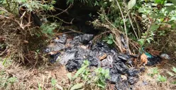 Lokasi pembuangan sampah yang diduga dari hasil MBG, di Kecamatan Lembang, Kabupaten Bandung Barat. (Sumber: Pos Kota/ Gatot Poedji Utomo)