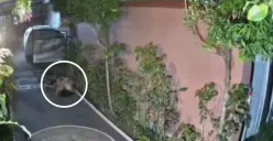 Video WNA Australia terekam CCTV berbuat tak senonoh di pekarangan rumah warga di Bali (Sumber: Facebook)