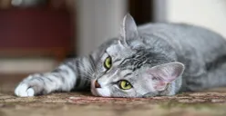 Ilustrasi - Cara merawat kucing agar tetap nyaman saat cuaca panas. (Sumber: Pexels)