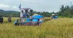 Panen raya padi varietas PS-08 seluas 753 hekatre di Desa Sukarame, Kecamatan Carita, Kabupaten Pandeglang, Rabu, 11 Februari 2026. (Sumber: Poskota/Samsul Fatoni)
