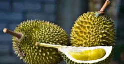 Ilustrasi buah durian. Meski kaya nutrisi dan bercita rasa khas, durian mengandung kalori serta gula yang cukup tinggi sehingga sebaiknya dikonsumsi dalam porsi yang bijak. (Sumber: Flickr)
