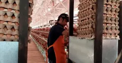 Salah seorang warga binaan Lapas Terbuka Ciangir, Kecamatan Legok, Kabupaten Tangerang, sedang mengumpulkan telur. (Sumber: Poskota/Veronica Prasetio)
