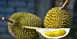 cara memilih durian yang bagus dapat membantu pembeli mendapatkan buah dengan kualitas daging yang lebih baik dan tingkat kematangan yang sesuai. (Sumber: Flickr)