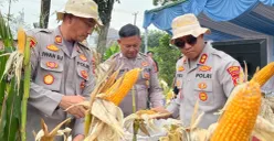 Kapolres Karawang AKBP Fiki N Ardiansyah meninjau perkembangan tanaman jagung hibrida tahap kedua seluas 1 hektare di Dusun Krajan II, RT 08/02, Desa Warungbambu, Kabupaten Karawang, Minggu, 21 Juni 2026. (Sumber: Istimewa)