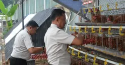 Budidaya ayam petelur menjadi program pembinaan kemandirian warga binaan di Lapas Kelas IIA Salemba, Jakarta Pusat. (Sumber: Istimewa)