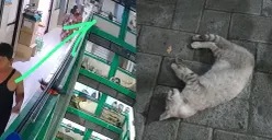 Seorang pria lempar kucing dari lantai 5 rusunawa (Dok. Threads/@noviliyamdn_)