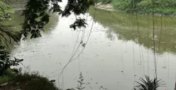Bangkai ikan sapu-sapu mengapung di Kali Bekasi, sekitar Perumahan Pondok Mitra Lestari (PML), Jatiasih, Kota Bekasi, Jumat, 16 Oktober 2026. (Sumber: Poskota/Dini Aghnny Khoiriyah)