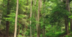PT Hutan Lestari Raya mengembangkan usaha hutan tanaman industri di Bangka Selatan, Kepulauan Bangka Belitung. (Sumber: Wikimedia Commons)