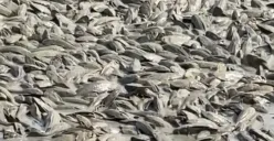 Jutaan ikan sapu-sapu ditemukan mati setelah debit air Sungai Juwana, Pati, menyusut drastis akibat kemarau panjang. (Sumber: X/Jateng_twit)
