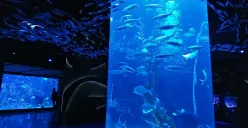 Jakarta Aquarium & Safari menjadi salah satu pilihan wisata akuarium di Jakarta yang menawarkan pengalaman mengenal kehidupan bawah laut untuk keluarga. (Sumber: Wilkipedia)