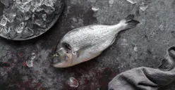 Ikan nila hitam atau blackchin tilapia disebut sebagai spesies invasif di Thailand. (Sumber: Magnific)