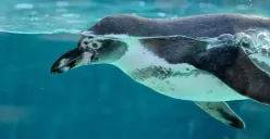 Seekor pinguin saat berenang di area akuarium. Wisata edukasi satwa di Jakarta menawarkan pengalaman berinteraksi dan melihat langsung keunikan kehidupan fauna secara lebih dekat. (Sumber: Dok. Pixabay/Dariusz Robert Drewnicki)