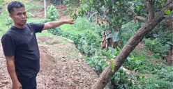 Penjaga villa menunjukan lokasi batang pohon nangka yang diduga dijadikan tempat korban mengakhiri hidupnya di Kelurahan Pondok Jaya, Kecamatan Cipayung, Kota Depok, Kamis, 24 September 2026. (Sumber: Poskota/Angga Pahlevi)