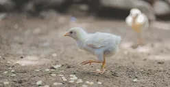 Ilustrasi - Anak ayam yang dijadikan suvenir pernikahan dan memicu kontroversi di media sosial. (Sumber: Dok. Pexels/Armando H2)