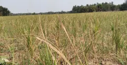 Tanaman padi petani di Kecamatan Pagelaran, Pandeglang gagal panen akibat kekeringan. (Sumber: Poskota/Samsul Fatoni)