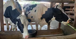Peternak sapi perah di wilayah Lembang Kabupaten Bandung Barat, kesulitan dapat pakan hijauan di musim kemarau. (Sumber: Poskota/Gatot Poedji Utomo)