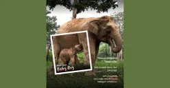 Kelahiran bayi gajah sumatra di Taman Nasional Tesso Nilo pada Senin, 28 September 2026. (Sumber: Dok. Instagram/@btn_tessonilo)