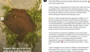 Leonardo DiCaprio kembali menyoroti kebakaran hutan di Kalimantan dan Sumatra serta dampaknya terhadap lingkungan, masyarakat, dan habitat satwa liar. (Sumber: Instagram/@leonardodicaprio)
