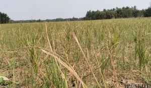 Tanaman padi petani di Kecamatan Pagelaran, Pandeglang gagal panen akibat kekeringan. (Sumber: Poskota/Samsul Fatoni)