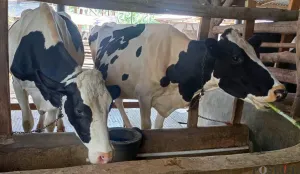 Peternak sapi perah di wilayah Lembang Kabupaten Bandung Barat, kesulitan dapat pakan hijauan di musim kemarau. (Sumber: Poskota/Gatot Poedji Utomo)