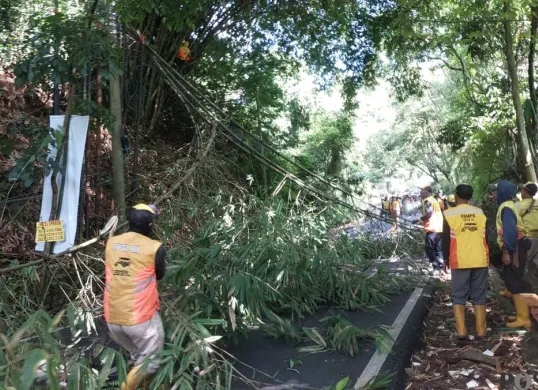 Petugas melakukan evakuasi pohon bambu yang tumbang di Kawasan Alam Sejuk, Lembang, Kabupaten Bandung Barat. (Sumber: Poskota/Gatot Poedji Utomo)