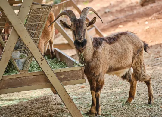 Harga kambing kurban 2025 ramai ditanyakan menjelang Hari Raya Idul Adha. (Sumber: Pexels/eng)