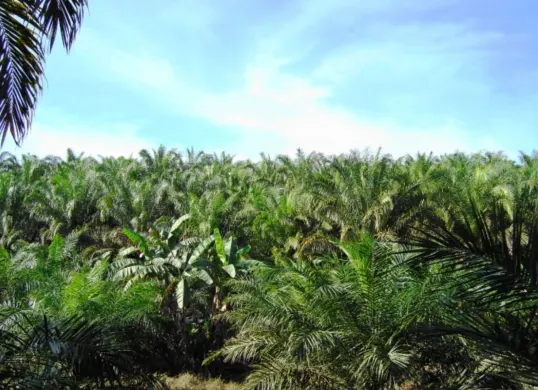 Ilustrasi perkebunan kelapa sawit. (Sumber: Wikimedia Commons)