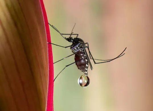 Hari Malaria Sedunia Diperingati 25 April: Ini Sejarah, Tujuan, Tema, dan Penyebabnya (Sumber: Unsplash/David Clode)