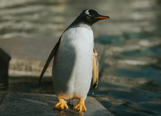 25 April Diperingati Sebagai Hari Penguin, Ini Sejarah dan Tujuannya (Sumber: Unsplash/Marc Tunguz)