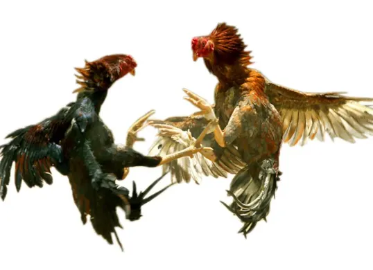Ilustrasi sabung ayam. (Sumber: Istimewa)
