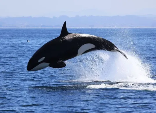 Viral video pelatih paus orca tewas (Sumber: Pinterest)