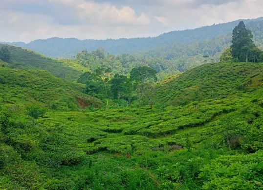Potret hamparan kebun teh di kawasan wisata Nirmala, di Taman Nasional Gunung Halimun Salak, Desa Malasari, Kecamatan Nanggung, Kabupaten Bogor. (Sumber: Poskota/Giffar Rivana)