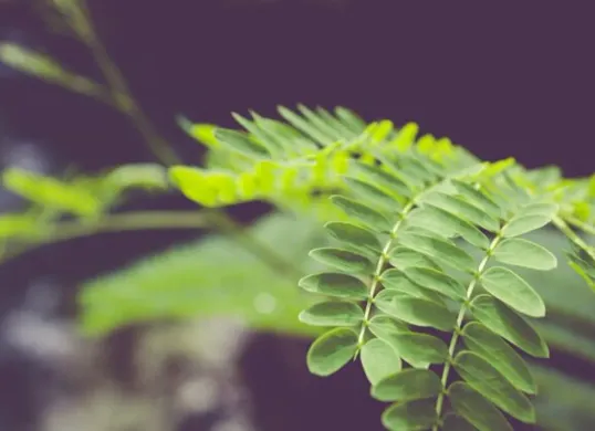 Beberapa manfaat daun kelor untuk kesehatan (Sumber: Freepik)