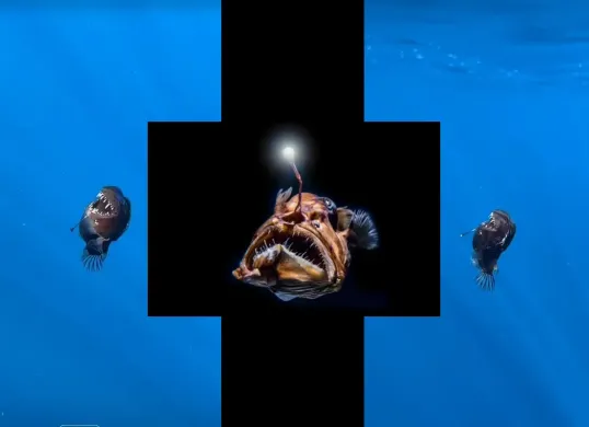 Potret Monster Laut Hitam yang naik ke permukaan di laut Spanyol (paling kiri dan kanan) (Sumber: Istimewa)