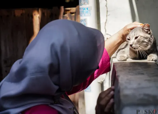 Ilustrasi kucing peliharaan. (Sumber: Poskota)